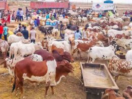 Karachi Cattle Market 2025