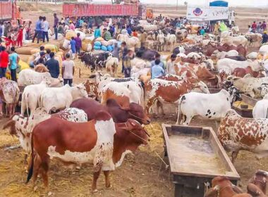 Karachi Cattle Market 2025