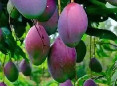 Most Expensive Mango in World