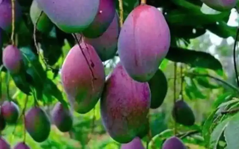 Most Expensive Mango in World