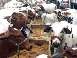 Robbery Cattle Farm Karachi