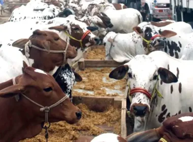 Robbery Cattle Farm Karachi