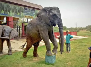 Safari Park
