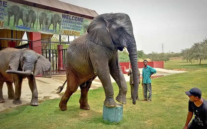 Safari Park