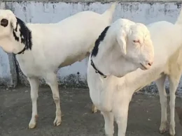 Two Goats Snatched livestock Karachi