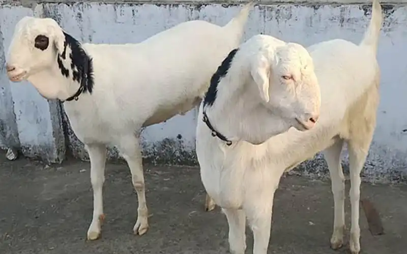 Two Goats Snatched livestock Karachi