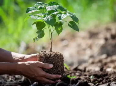 tree plantation