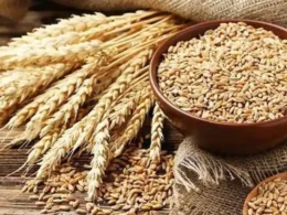 wheat