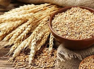 wheat