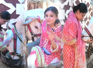 آمنہ اپنے بیل گڈو کے ساتھ — عیدالاضحی پر قربانی کی تیاریاں