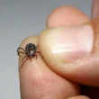 Citizen Died from the Congo Virus in Karachi