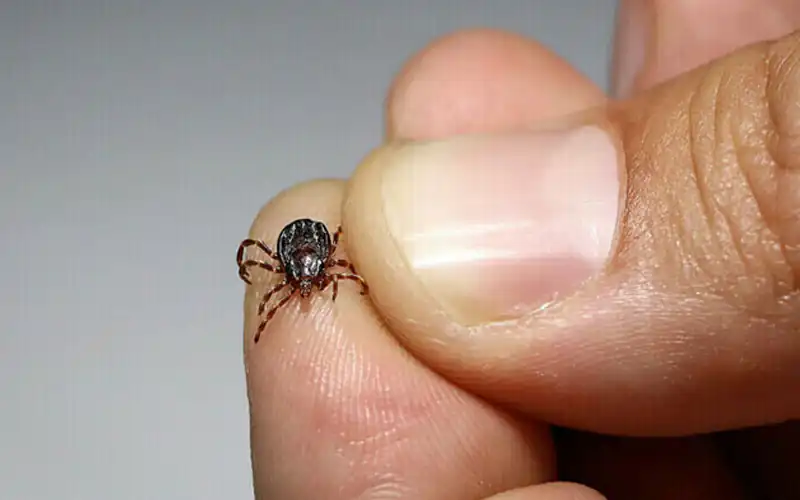 Citizen Died from the Congo Virus in Karachi