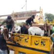 Illegle cattle market