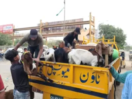 Illegle cattle market