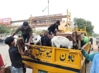Illegle cattle market