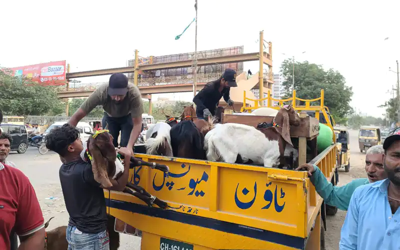 Illegle cattle market