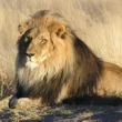 Tourist Killed by a Lion Attack at a Luxury Tented Lodge in Namibia