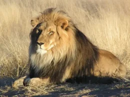 Tourist Killed by a Lion Attack at a Luxury Tented Lodge in Namibia