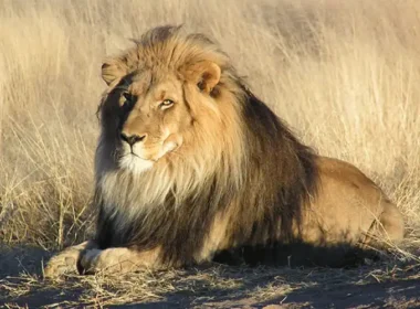 Tourist Killed by a Lion Attack at a Luxury Tented Lodge in Namibia