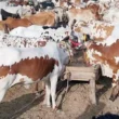 cattle mandi