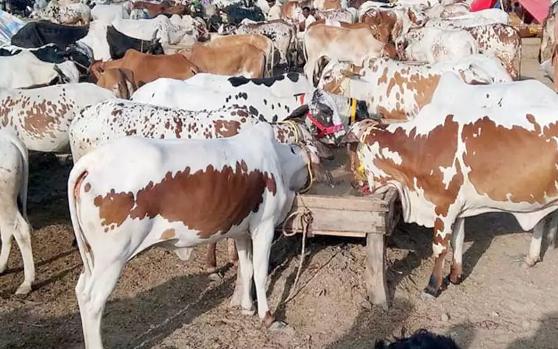 cattle mandi