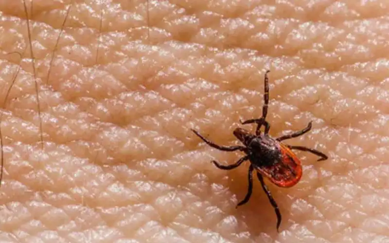 Another case of Congo virus has been reported in Karachi