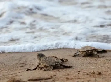 Breeding Season for Female Turtles has Come to an End