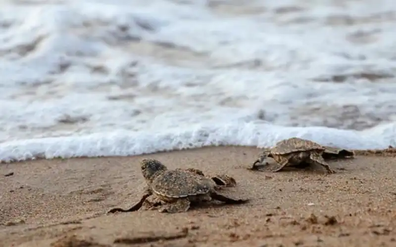 Breeding Season for Female Turtles has Come to an End