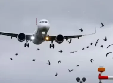 bird hits plane