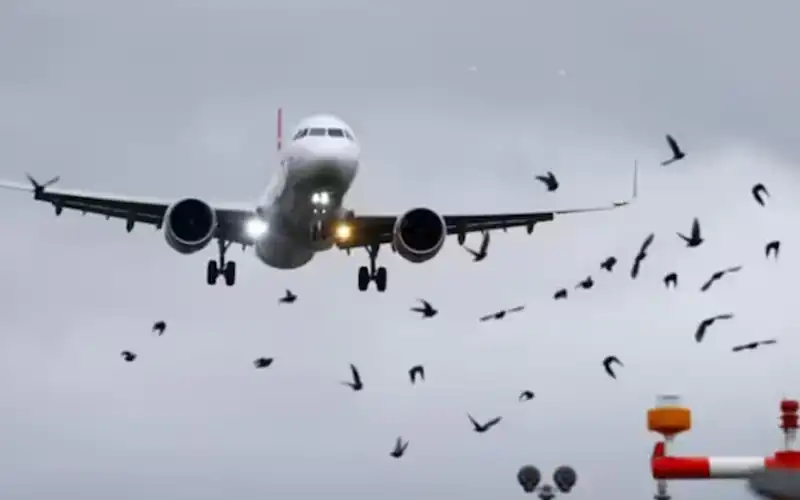 bird hits plane