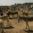 Agriculture Census release report donkey population in provinces