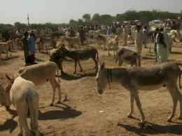 Agriculture Census release report donkey population in provinces