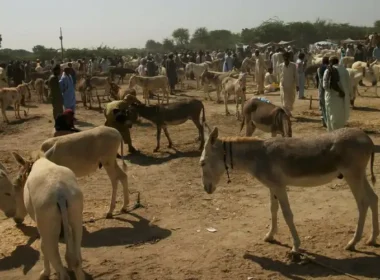 Agriculture Census release report donkey population in provinces