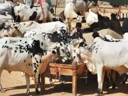 Increase in the number of livestock in Pakistan