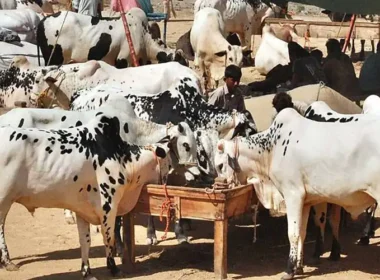 Increase in the number of livestock in Pakistan