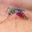 Malaria cases increase after rains across Sindh, including Karachi