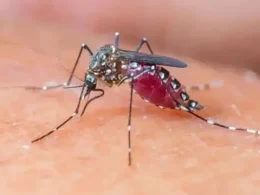 Malaria cases increase after rains across Sindh, including Karachi