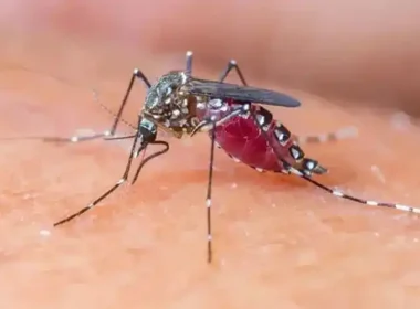 Malaria cases increase after rains across Sindh, including Karachi