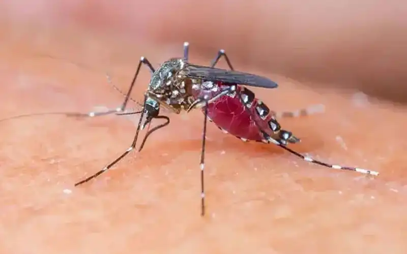Malaria cases increase after rains across Sindh, including Karachi