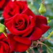 Which place is best to choose for planting roses?