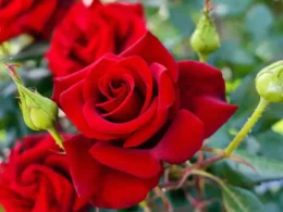 Which place is best to choose for planting roses?