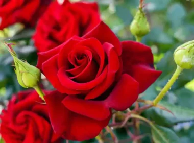 Which place is best to choose for planting roses?