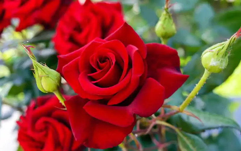Which place is best to choose for planting roses?