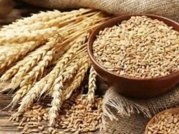 wheat price in pakistan