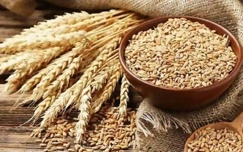 wheat price in pakistan