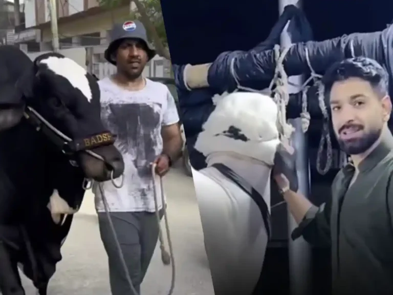 Eid Al-Adha cricketers bring their animals