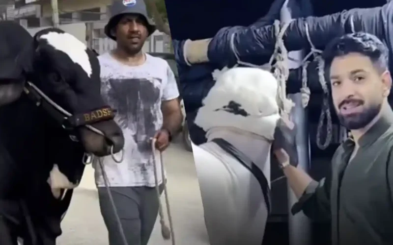 Eid Al-Adha cricketers bring their animals