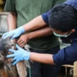 What do veterinarians doctor say regarding animal care?
