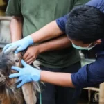 What do veterinarians doctor say regarding animal care?