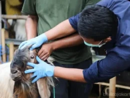 What do veterinarians doctor say regarding animal care?